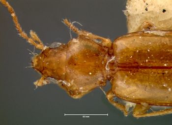 Media type: image;   Entomology 5564 Aspect: pronotum dorsal